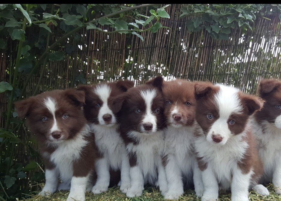 Welcome to our Farm and  Web site... enjoy your visit .Borders are a sound ideal pet for most sports  or  a loving  family  home. Pictured  pups of a past litter. Proud Breeders of Australian  Champions.