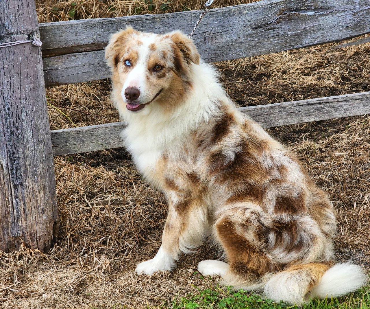 Chocolate tri 2025 merle border collie